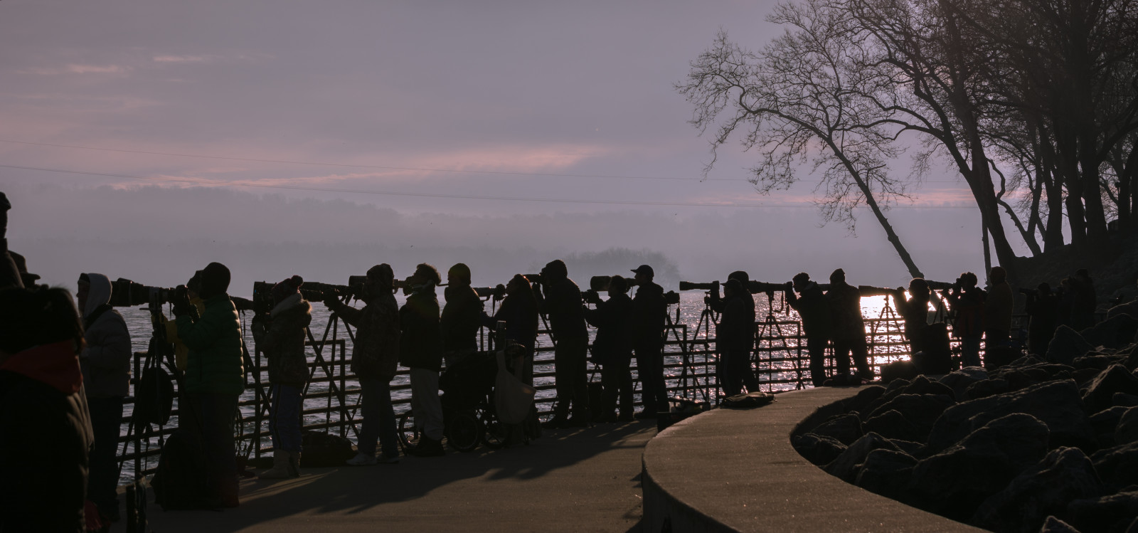 nat, himmel, aften, ørn, dæmning, træ, fugl, Hvidhovedet havørn, mørke, fænomen, harfordcounty, Conowingo