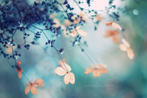 sunlight6Photoshop6reflection6sky6blue6windows6petal6macro photography6nature6winter6branch6ice6blossom6Christmas6bokeh6spring6Adobe6hydrangea6tree650mm6leaf6flower6plant6season6flora6dof6fairytale6d50006cs46f14g sunlight6Photoshop6reflection6sky6blue6windows6petal6macro photography6nature6winter6branch6ice6blossom6Christmas6bokeh6spring6Adobe6hydrangea6tree650mm6leaf6flower6plant6season6flora6dof6fairytale6d50006cs46f14g