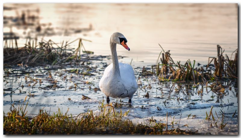 landskab,vand,flod,svane,natur,fugl