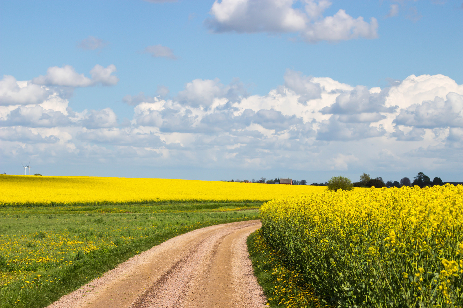paisaje, comida, césped, cielo, campo, amarillo, horizonte, Colza, nube, flor, pradera, planta, Mol, Golpes, Gul, F lt, Dersl tt, Paisajismo, Canola, Lansdscape, agricultura, prado, llanura, pradera, cultivo, área rural, Produce, Planta de tierra, planta floreciendo, ecosistema, Familia de la hierba, vegetal, Brassica, Planta de mostaza, Mostaza y col
