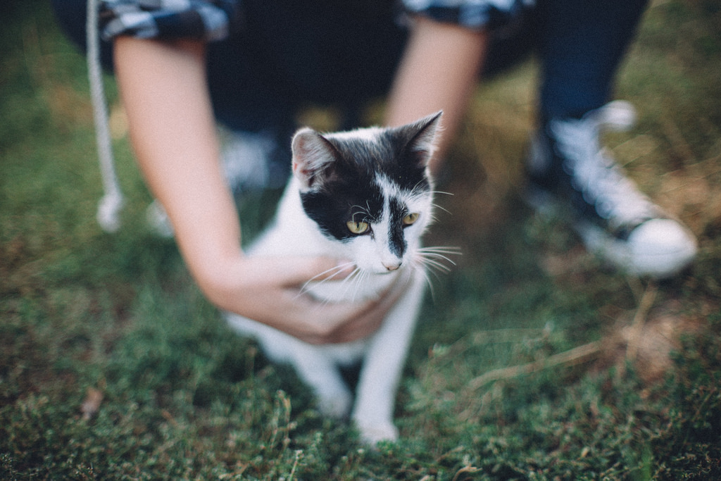 Fond D Ecran Chats Film Champ Analogique Chat 35mm Canon 50mm Nikon Dof Bokeh Bien Minou Chatons S Ishootfilm Croustillant 35mmfilm 5d F3 Analogue Manuel Nikkor 50 Profondeur I F12 Ainikkor50mmf12s 1024x6