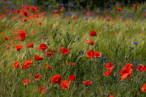 grass,field,wheat,flower,grassland,plant