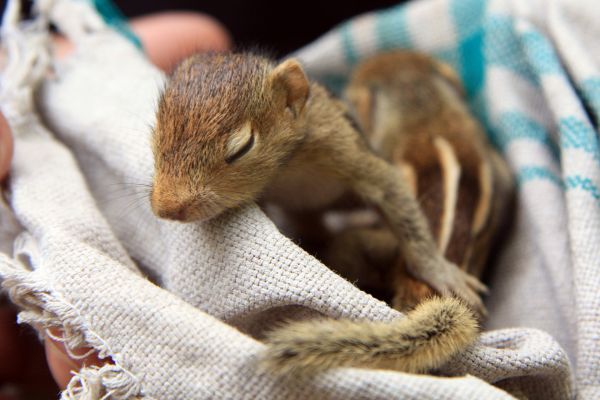 squirrel,baby,cute