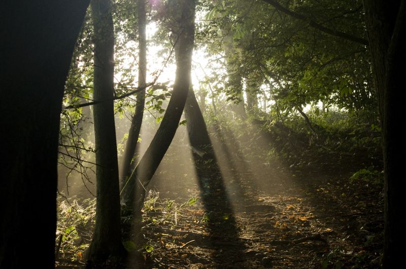 slunečnímu záření, les, Příroda, tráva, větev, zelená slunečnímu záření, les, Příroda, tráva, větev, zelená