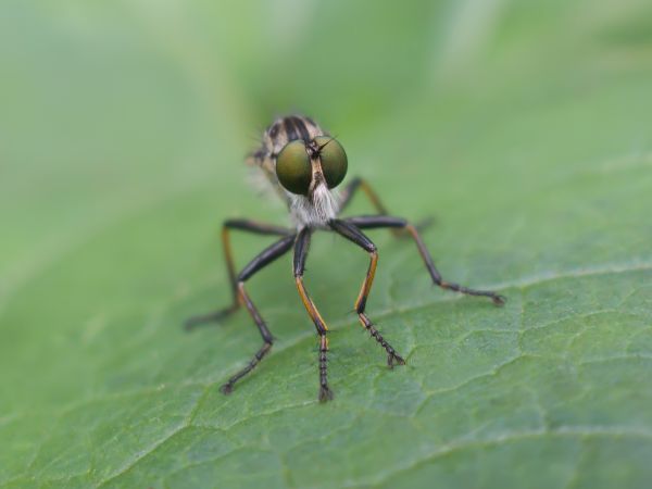 orange,black,macro,green,nature,closeup