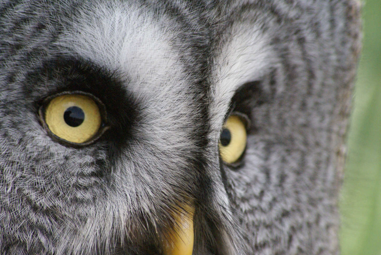 Wallpaper eyes, feathers, yellow, wildlife, bird of prey, eagle