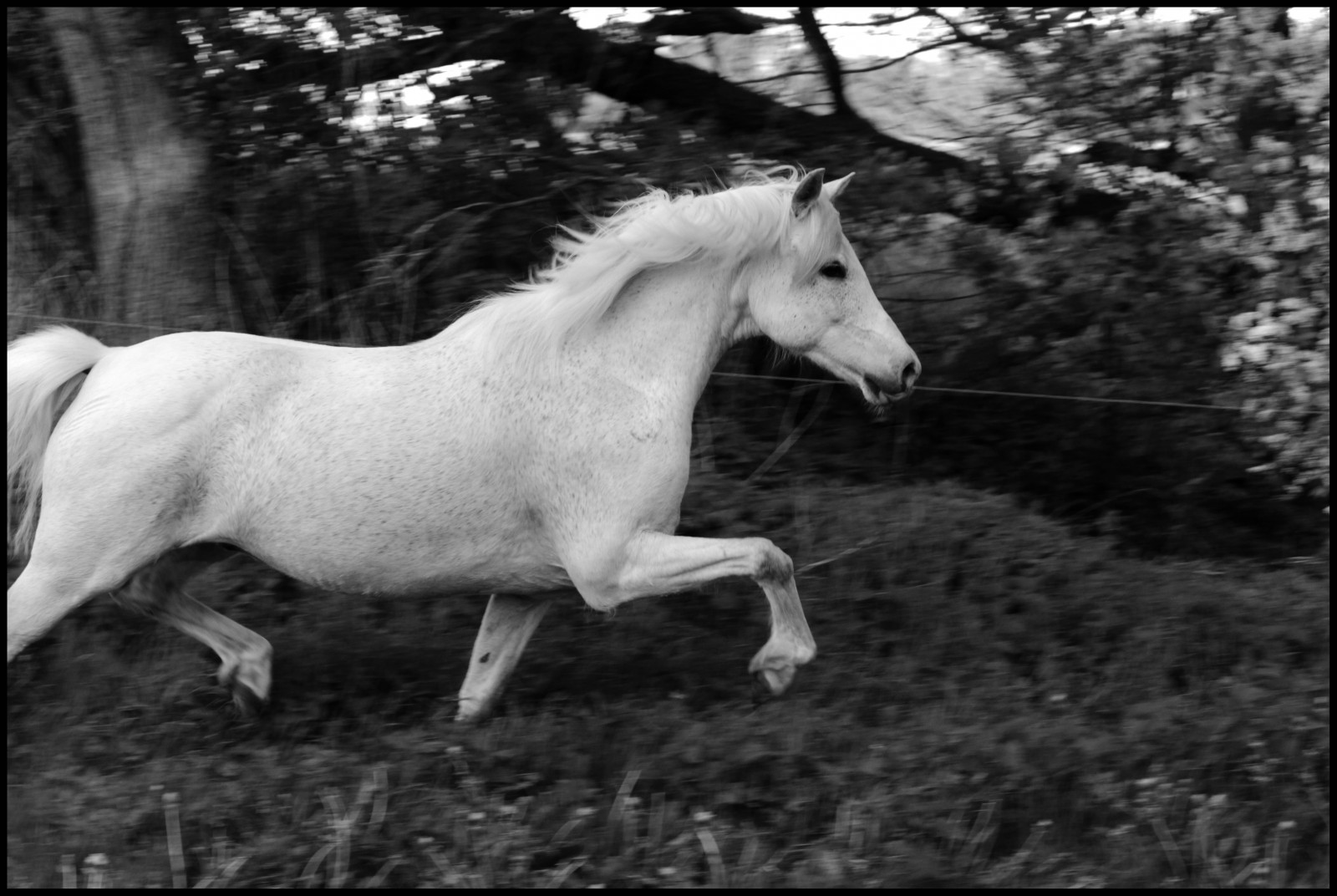taustakuvat-valkoinen-ruoho-villiel-imet-kon-poni-puu-karja