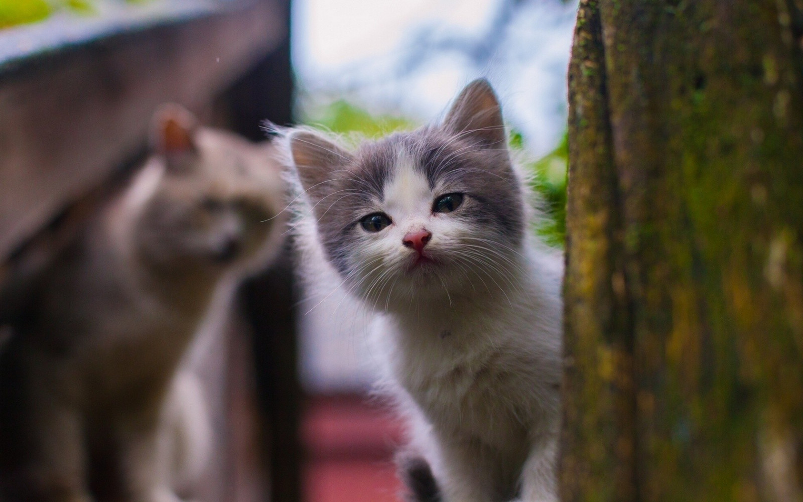 kucing, cambang, anak kucing, fauna, binatang menyusui, 1680x1050 px, bertulang belakang, kucing seperti mamalia, kecil untuk kucing berukuran sedang