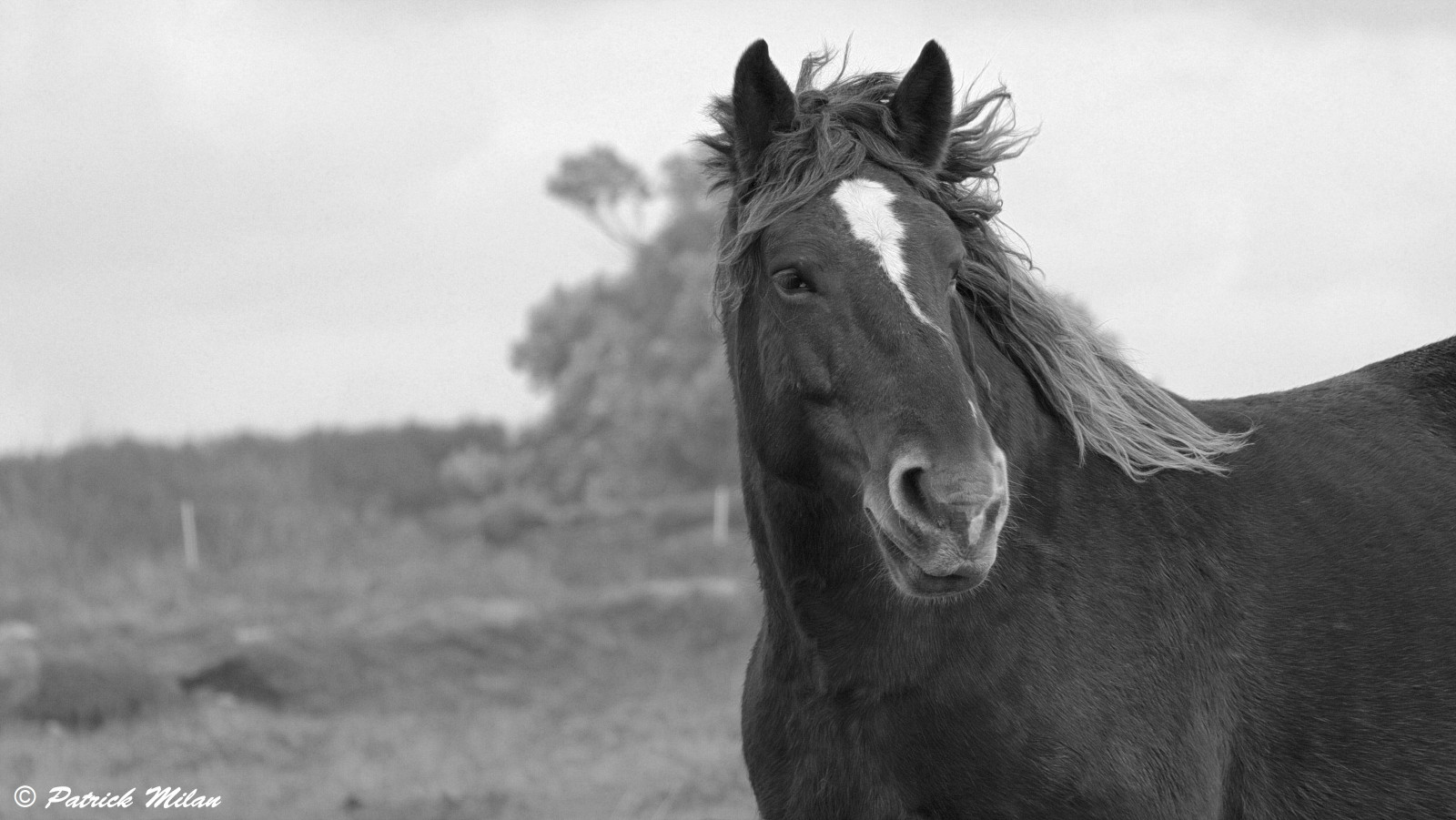 Černá, černobílý, kůň, nebe, fotografování, Volně žijících živočichů, hospodářská zvířata, pastvina, kobyla, fauna, Plouguin, Ploudalmezeau, Portsall, Kersaint, Landunvez, Landeda, Lannilis, treglonou, saintpabu, Pabu, abers, Brittany, bretagne, BZH, saintrenan, Renan, Lanildut, aberwrach, Lampaul, Plouarzel, Breles, kůň, Černý a bílý, monochromatické fotografování, čenich, hříva, kůň jako savci, hřebec, mustang kůň, pack animal, Finistere, stock photography