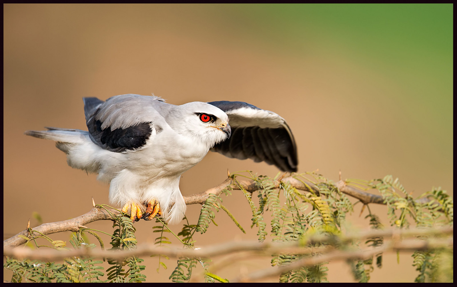Pákistán, Krásná, ptactvo, ilovenature, Birdseyeview, naturephotography, naturelover, sialkot, birdsofpakistan, nikkor600mmf4, wildlifephotographey, birdslover, headmarala, ilovewildlife, Birdofpakistan, nikond4s, Naturellover