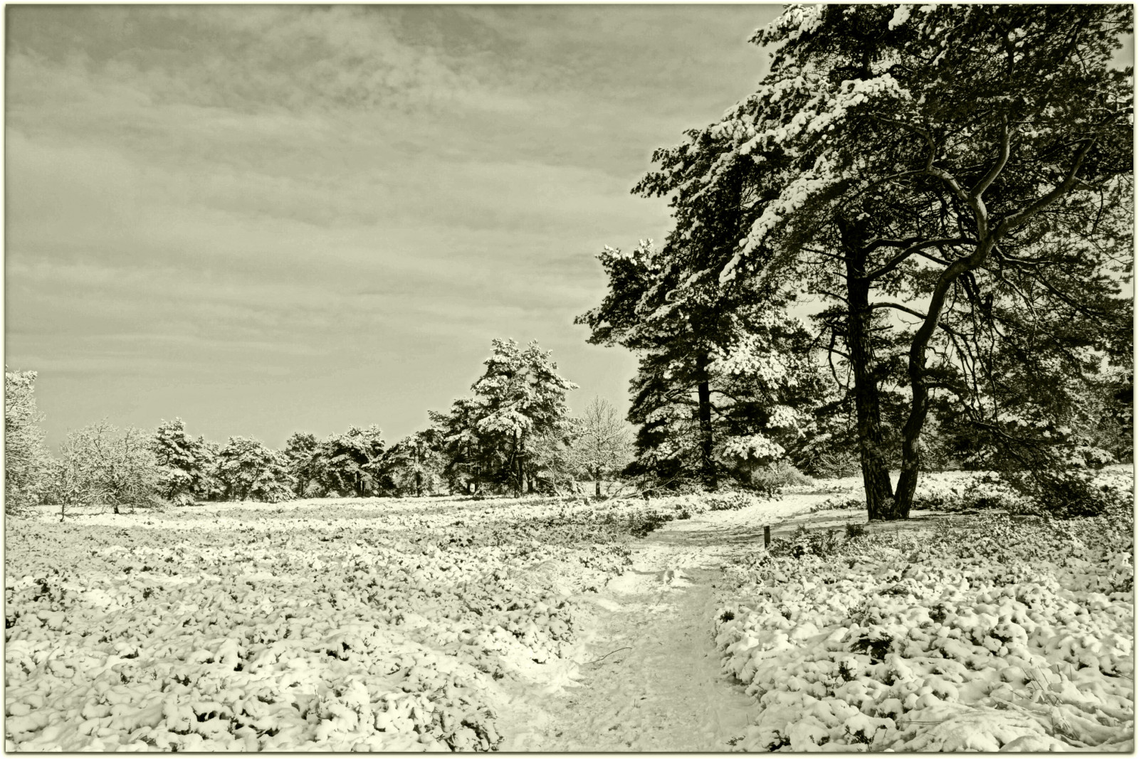 stromy, krajina, bílý, Černá, černobílý, Příroda, nebe, sníh, zima, fotografování, mraky, slunce, cesta, 2010, světlo, strom, květ, rostlina, sezóna, tělesné, stezka, flickraward, nikonflickraward, Nizozemí, 1001nights, 1001nightsmagiccity, d90, nikond90, brabant, venkov, Černý a bílý, monochromatické fotografování, dřevina, thesuperbmasterpiece, theacademytreealley, loonsedunes, vintageimpression
