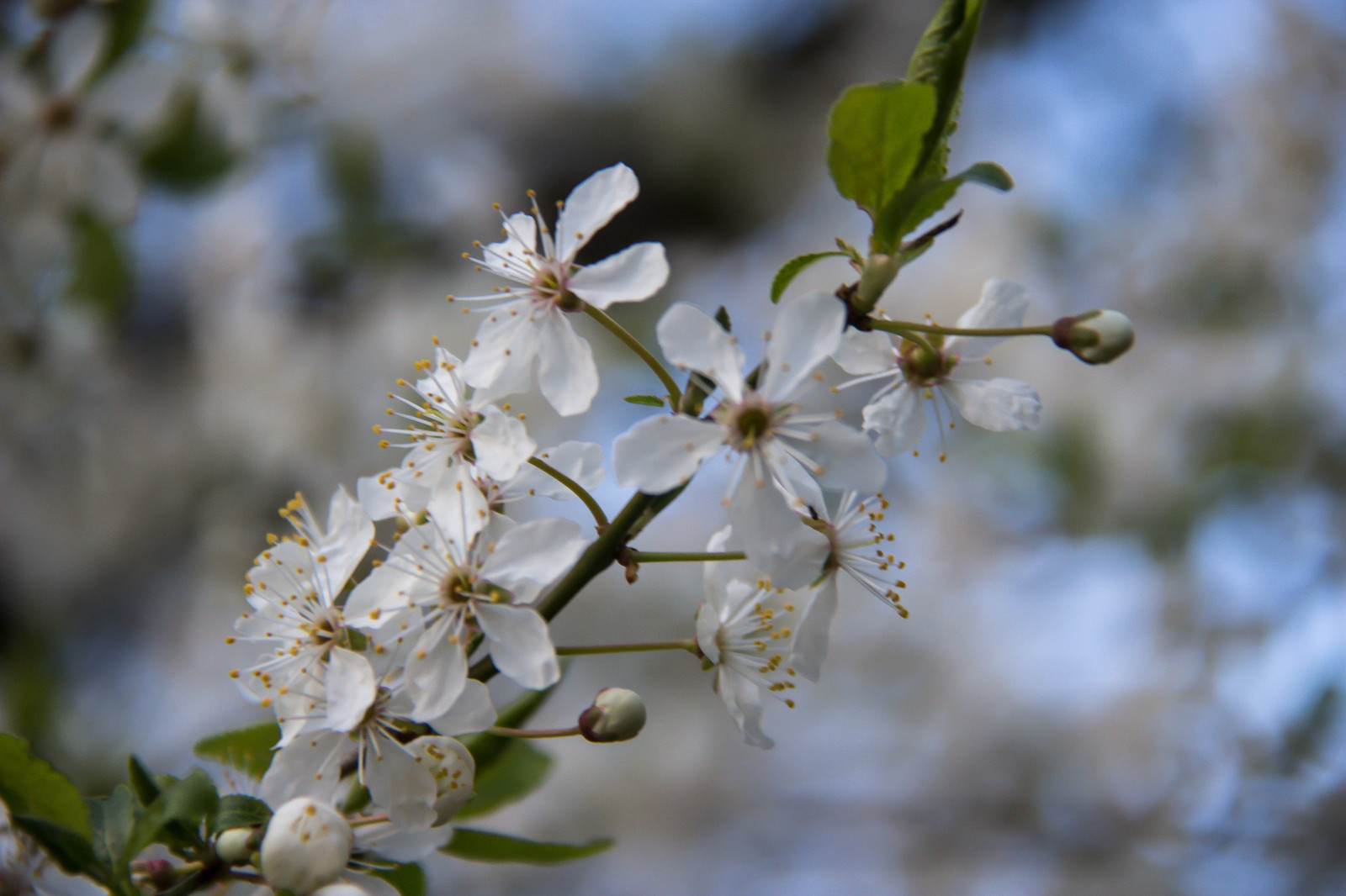 jídlo, zahrada, Příroda, park, větev, ovoce, Třešňový květ, květ, jaro, strom, květ, rostlina, sezóna, Třešňový květ, flóra, Blomma, v r, jaro, Alnarp, k RSB rsblom, alnarpsparken, divoká rostlina, větvička, vyrobit, botanika, suchozemská rostlina, kvetoucí rostlina, zblízka, keř, makro fotografie, trnka obecná