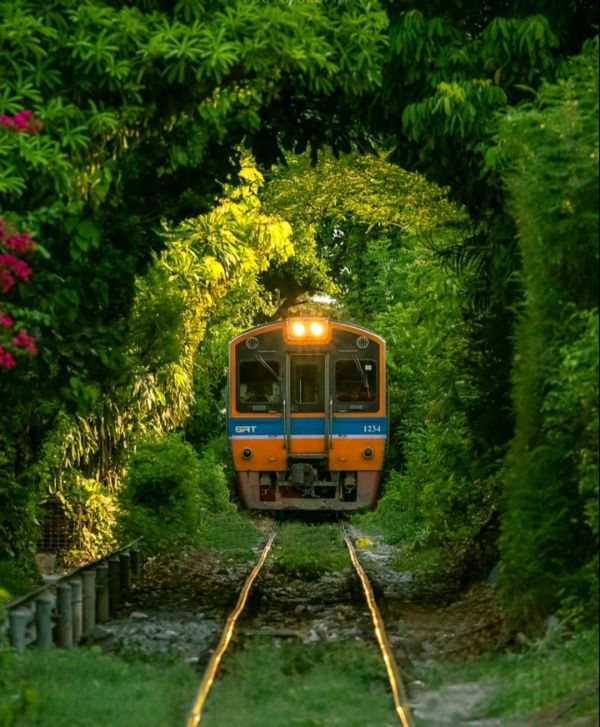 train,nature,trees,forest,portrait display,locomotive