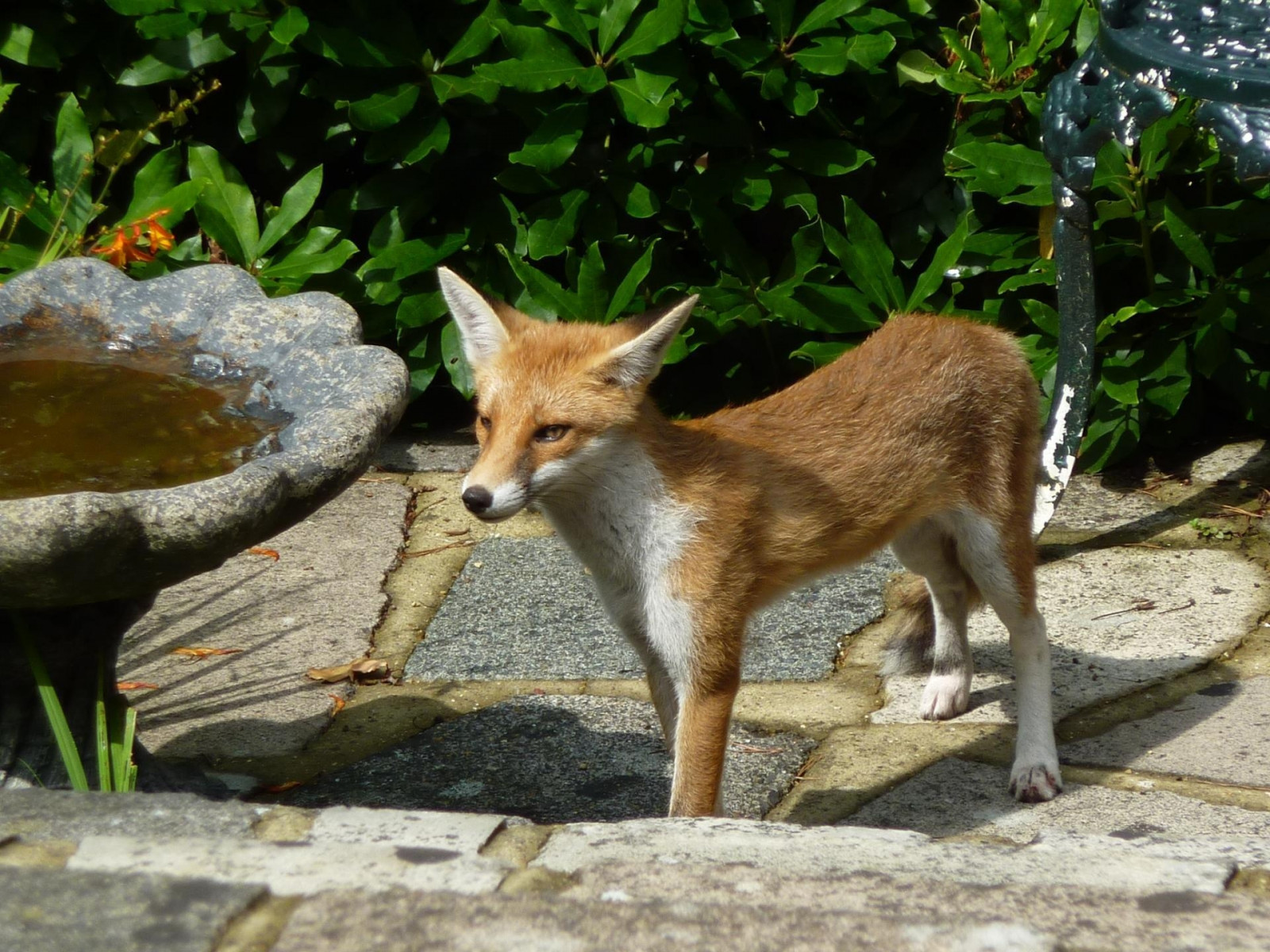 Fox And Rocks Wallpaper : fox, grass, rocks, stand 1920x1440 - wallhaven - 1062041 ...