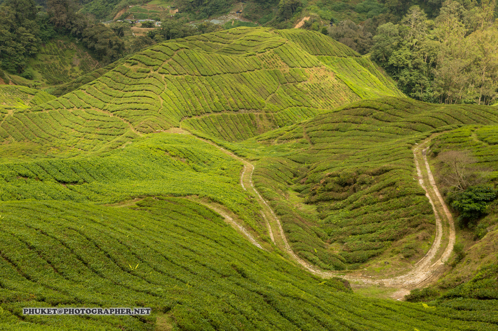 paesaggio, foresta, collina, natura, costruzione, erba, cielo, motociclo, campo, casa, Hotel, verde, blu, nebbia, ricorrere, panorama, valle, tè, Malaysia, giungla, Tailandia, altopiano, nube, albero, animale, viaggio, foglia, montagna, fiore, alto, vista, prateria, web, me, netto, pascolo, vegetazione, casa, terrazza, viaggio, agricoltura, prato, viaggio, crociera, Phuket, moto, Leathes, cameron, Highlands, geo, phuketian, Kedah, stato, piantagione, pianura, montanaro, suolo, area rurale, landform, ecosistema, risaia