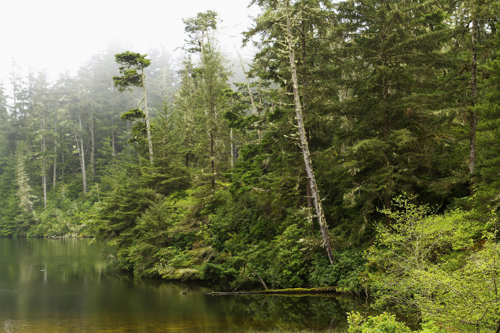 Wallpaper : landscape, lake, river, wilderness, jungle, rainforest ...