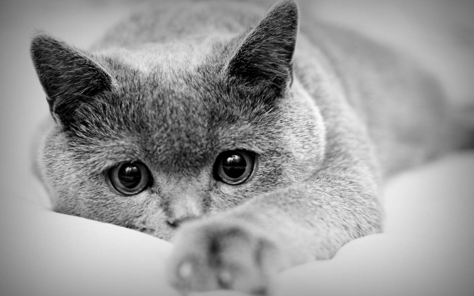 Wallpaper : animals, nose, whiskers, skin, eye, kitten, black and white ...