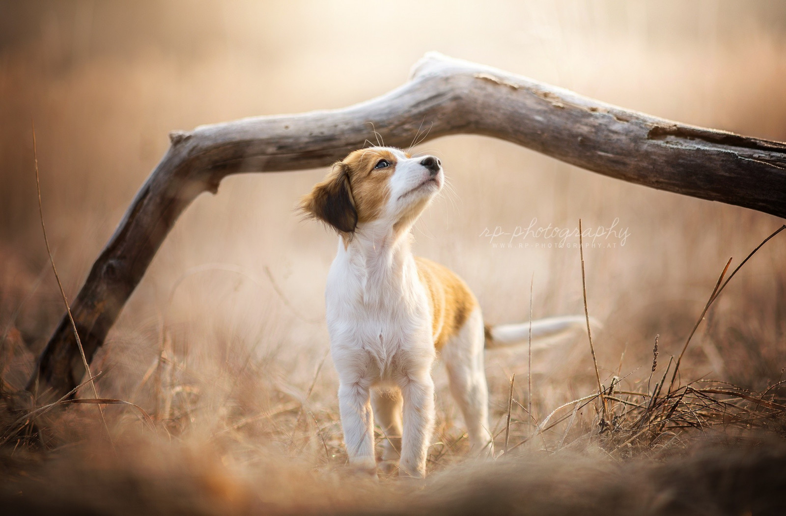 วอลเปเปอร์ : หมา, สัตว์ป่า, จมูก, สุนัขชอบเลี้ยงลูกด้วยนม, สายพันธุ์ ...