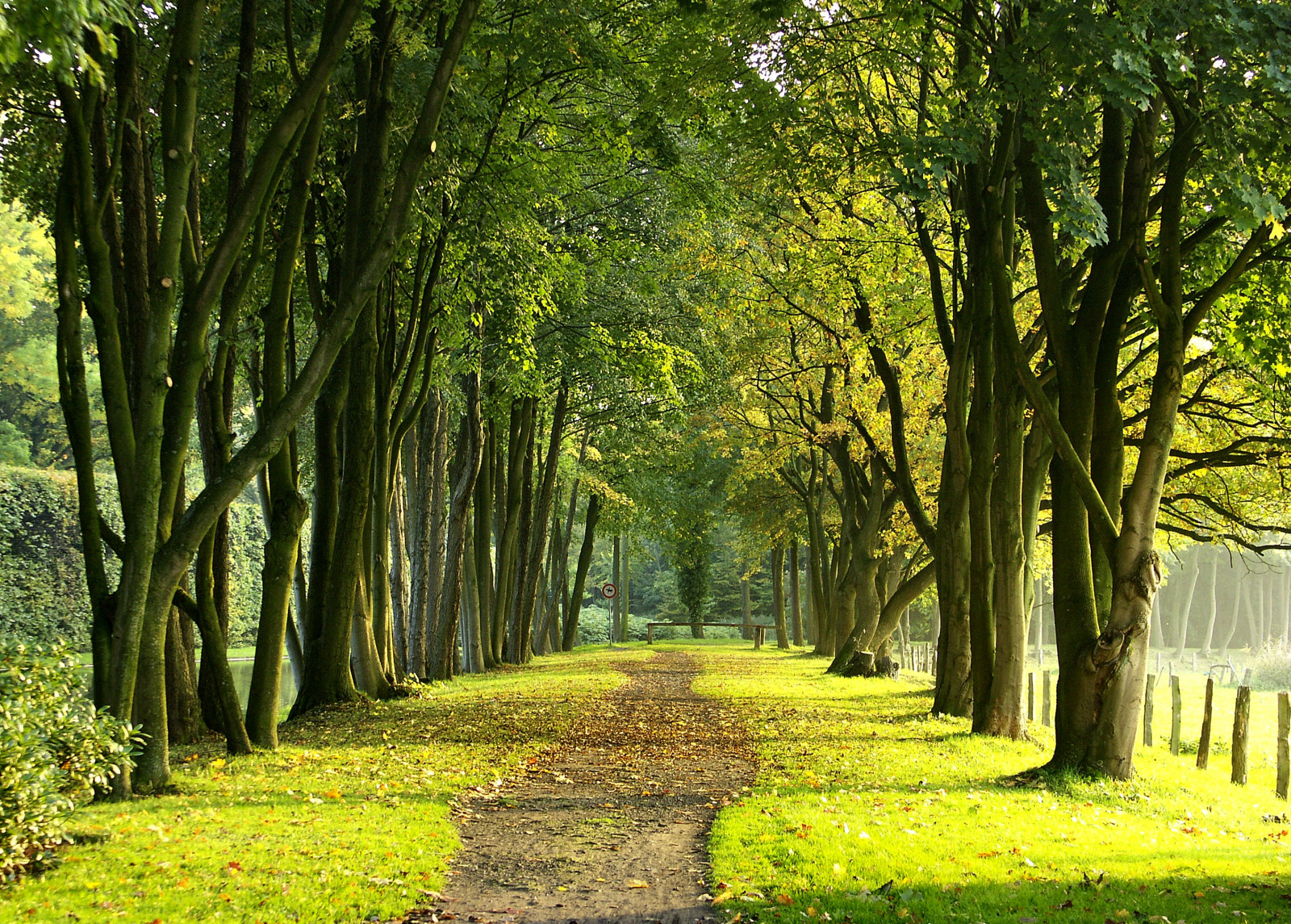 Fondos de pantalla : luz de sol, paisaje, jardín, naturaleza, césped