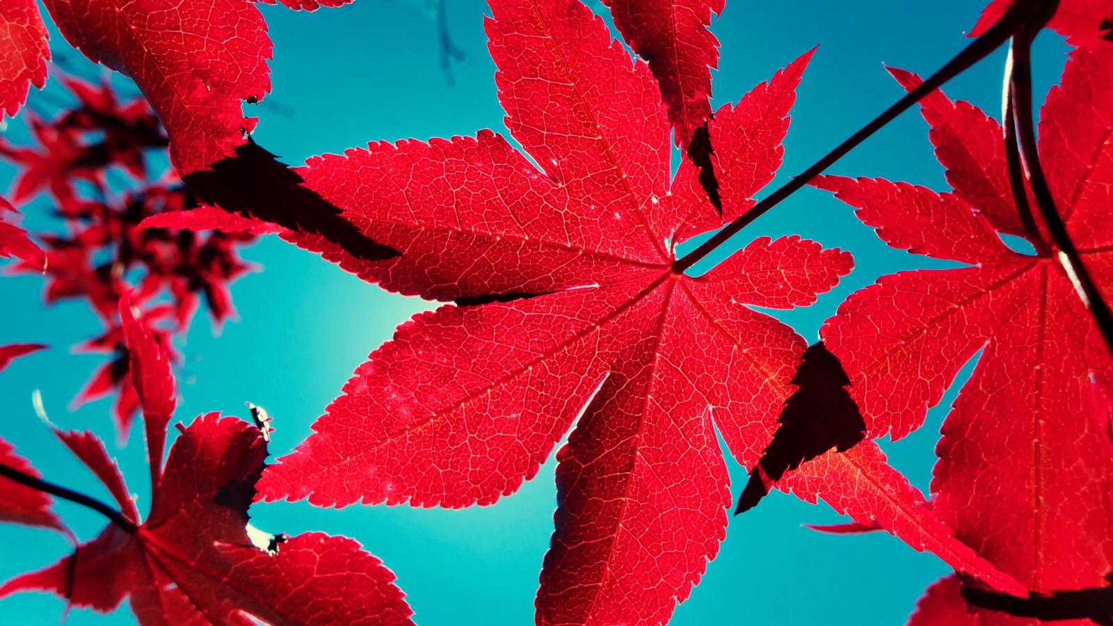 modrý, stín, Červené, nebe, slunce, oheň, japonský, list, javor