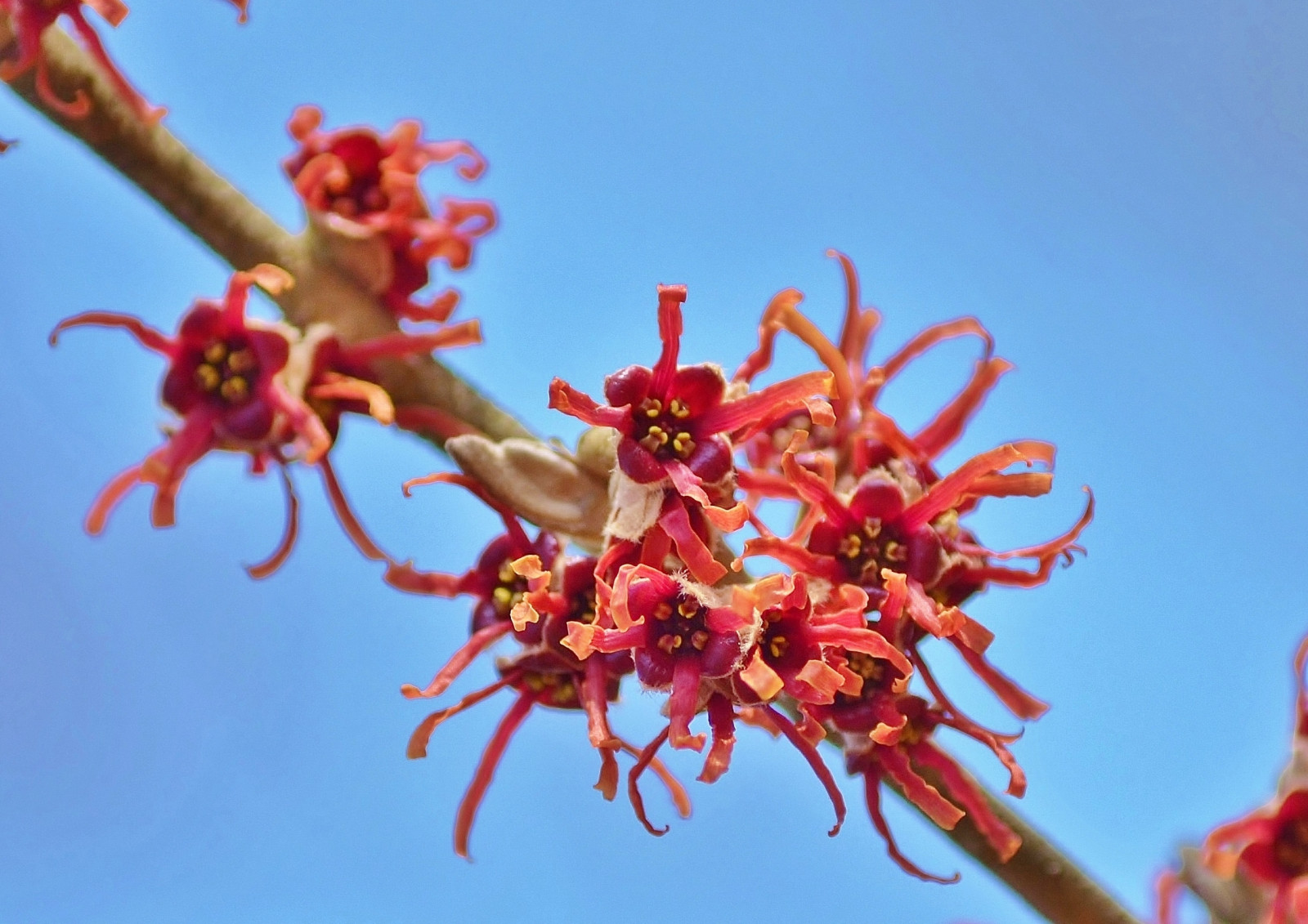 Wallpaper red, branch, blossom, spring, tree, flower, flora, produce