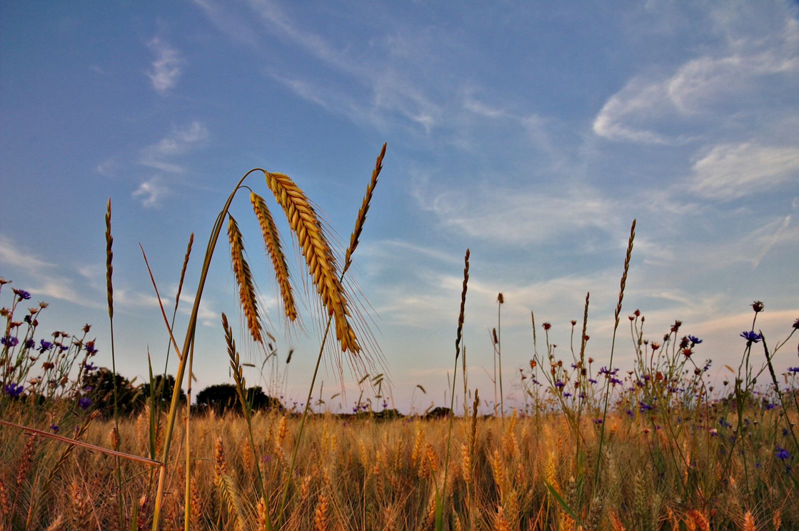 nebe, ekosystém, prérie, pole, lučina, mrak, tráva rodina, tráva, ekoregion, savana, rostlina, louka, Phragmites, krajina, křoviny, strom, horizont, meteorologický jev, step, prostý