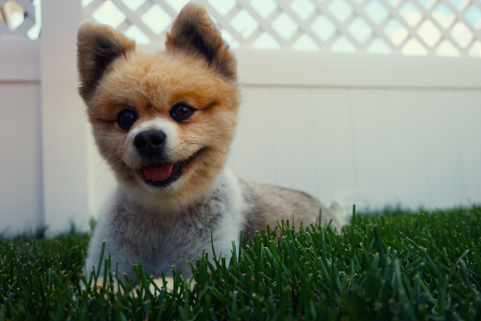 Wallpaper : grass, Pomeranian, puppy, vertebrate, dog like mammal, dog