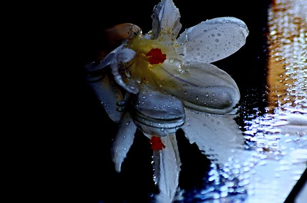 flower,love,blackbackground,drops,colors,lines