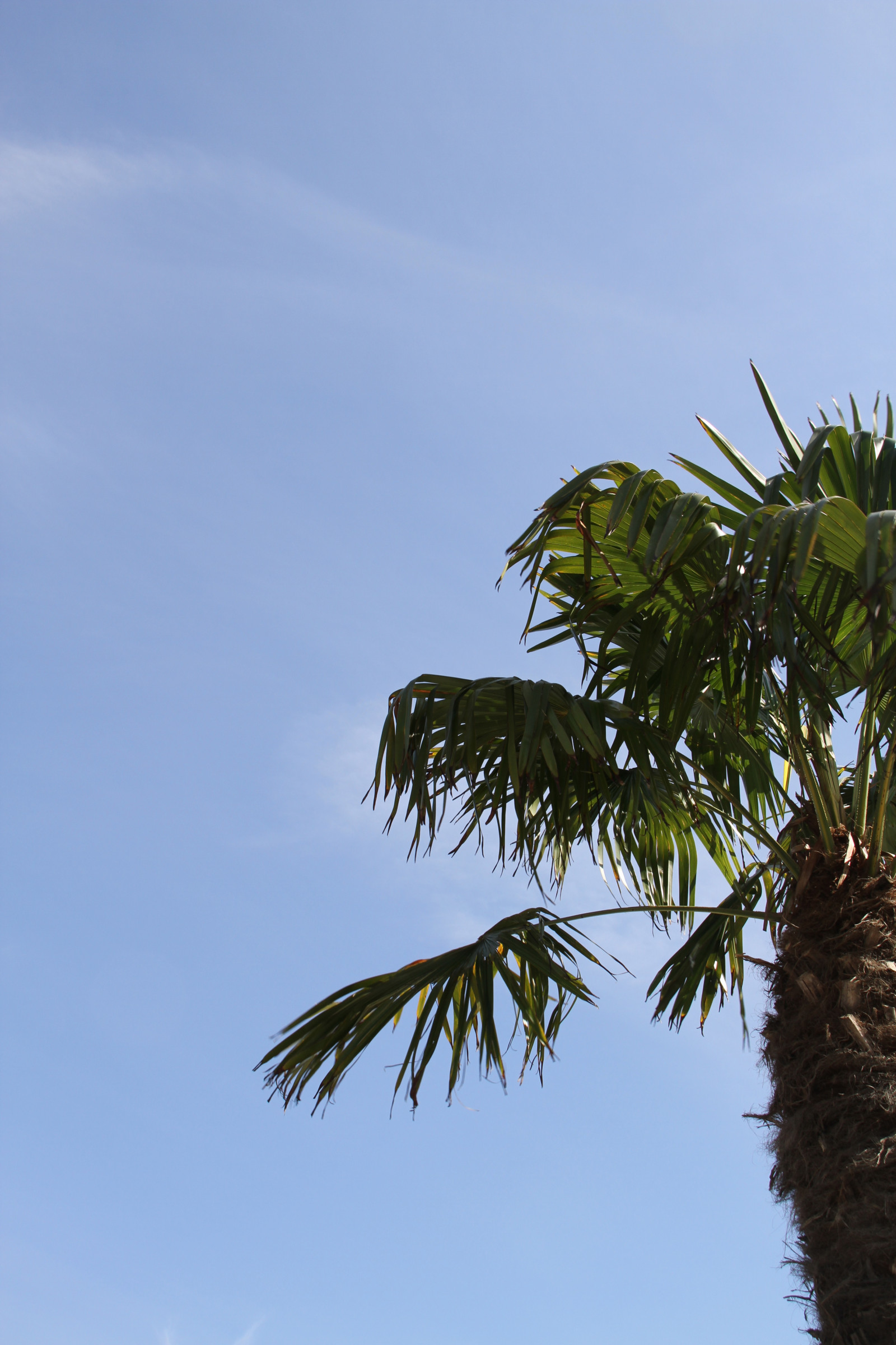 slunečnímu záření, moře, tráva, nebe, větev, zelená, pobřeží, vítr, strom, list, květ, rostlina, dlaň, flóra, Trelleborg, tři, palmthree, tropy, suchozemská rostlina, kvetoucí rostlina, dřevina, arecales, palm rodina