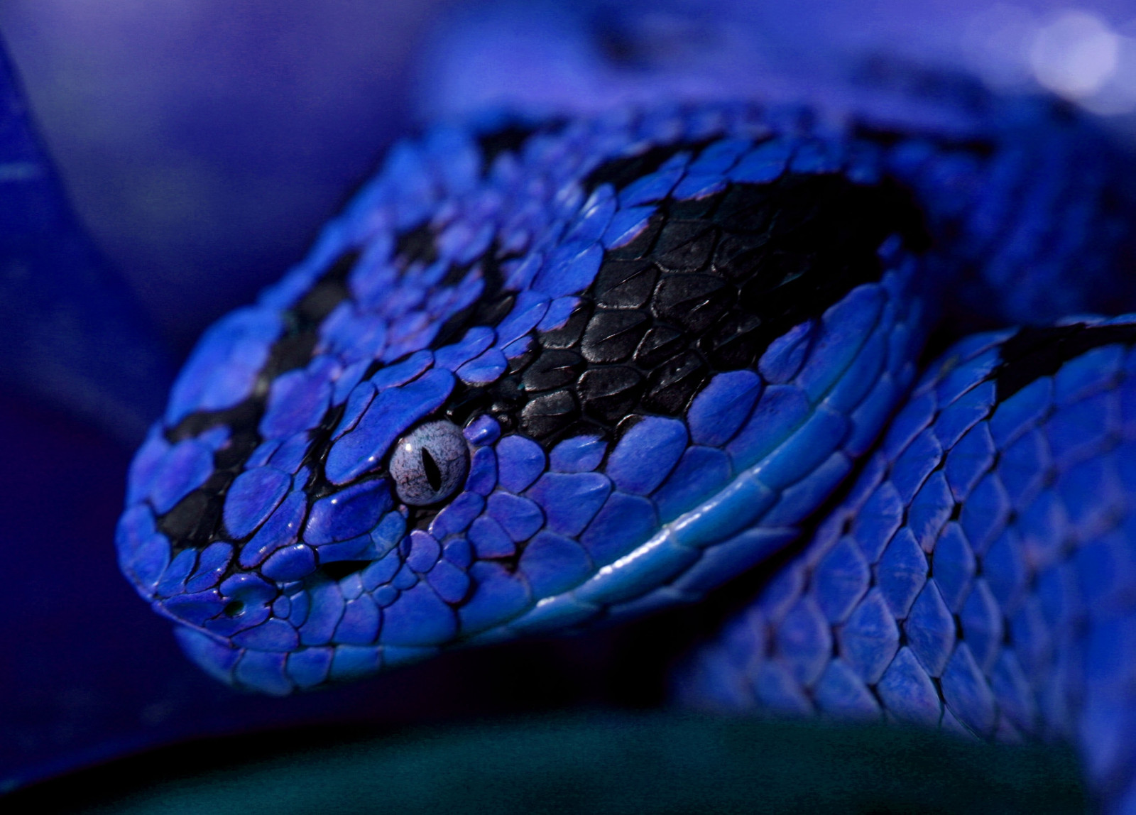 Wallpaper : snake, eyes, color 2751x1975 - wallhaven - 665921 - HD ...