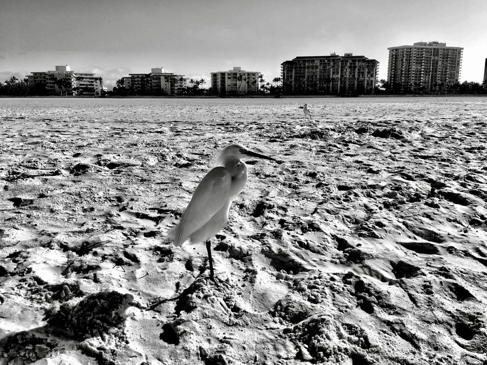 Černá bílá, Florida, marcoisland, pták, tigertailbeach, iPhone