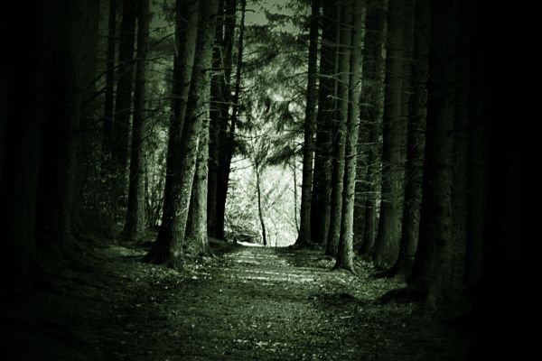sunlight,trees,forest,monochrome,nature,wood