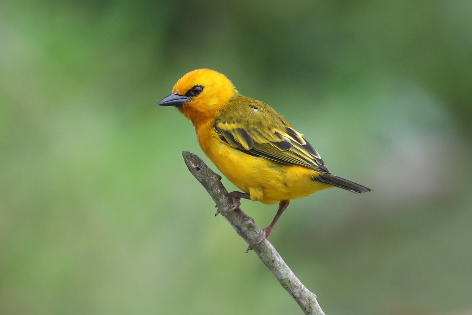 dyreliv, orange, tropisk, Afrika, afrikansk, næb, Osu, Weaver, vest, fugl, finke, vild, fauna, siddepinde fugl, organisme, fluesnappere, ghana, PIROL, piroler, Ploceus, aurantius, vævere