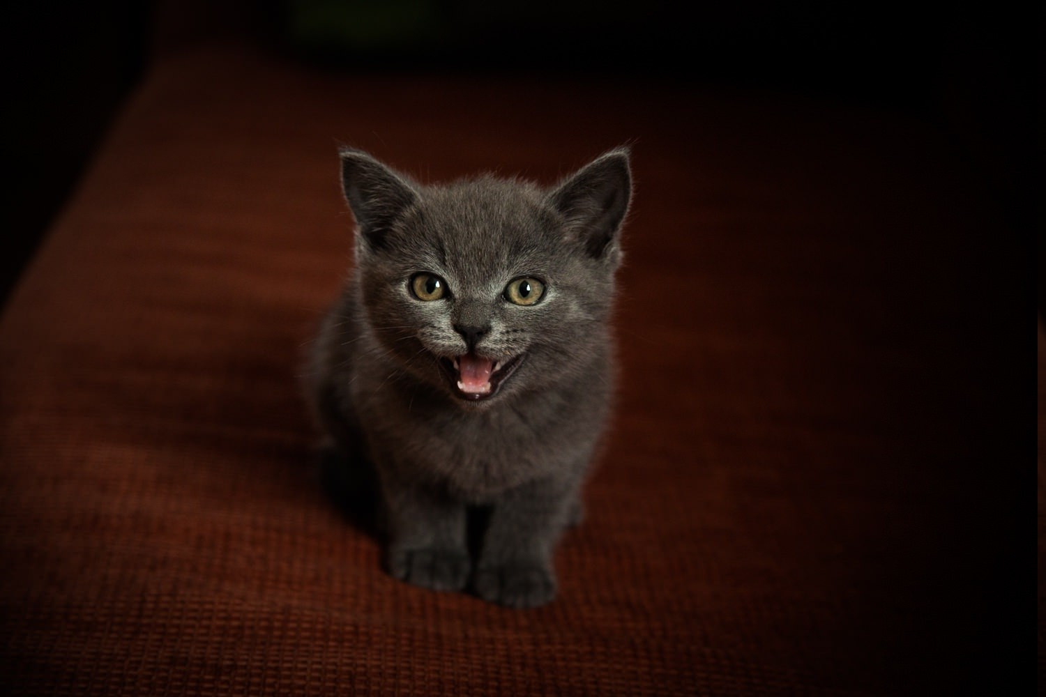 kočka, zvěř, kníry, Ruská modrá, Černá kočka, kočky, kotě, savec, 1500x1000 px, obratlovců, kočka jako savci, malé až středně velké kočky, carnivoran, domácí krátké vlasy kočka, Chartreux, Nebelung