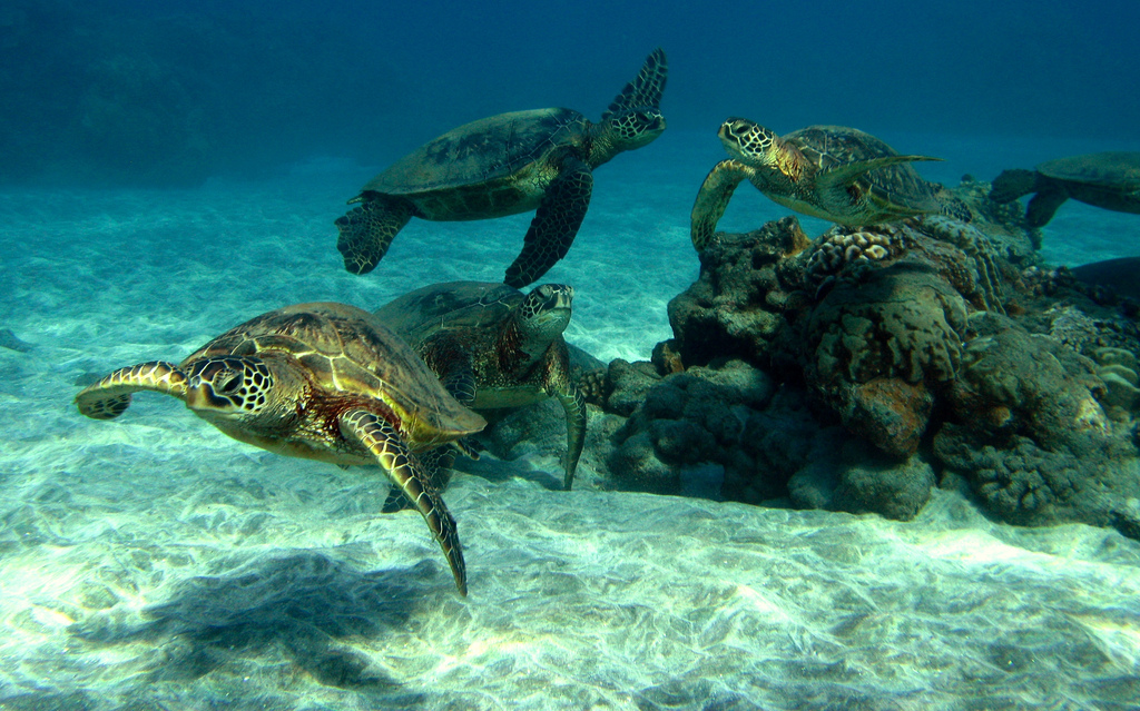 moře, stvoření, voda, písek, modrý, Pod vodou, korál, Hawaii, želva, Maui, Želva, zvíře, oceán, mořský, skořápka, plaz, plavat, útes, fauna, ekosystém, mořská biologie, mořská želva, hlupák, organismus, ploutev