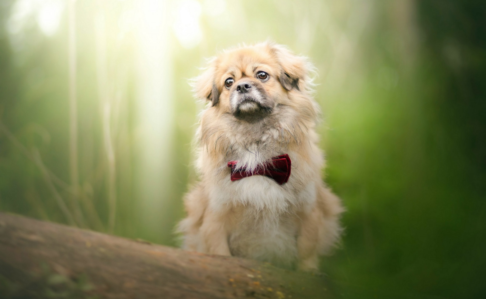 วอลเปเปอร์ : 2560x1579 px, สัตว์, หมา, สีเขียว, ธรรมชาติ 2560x1579 ...