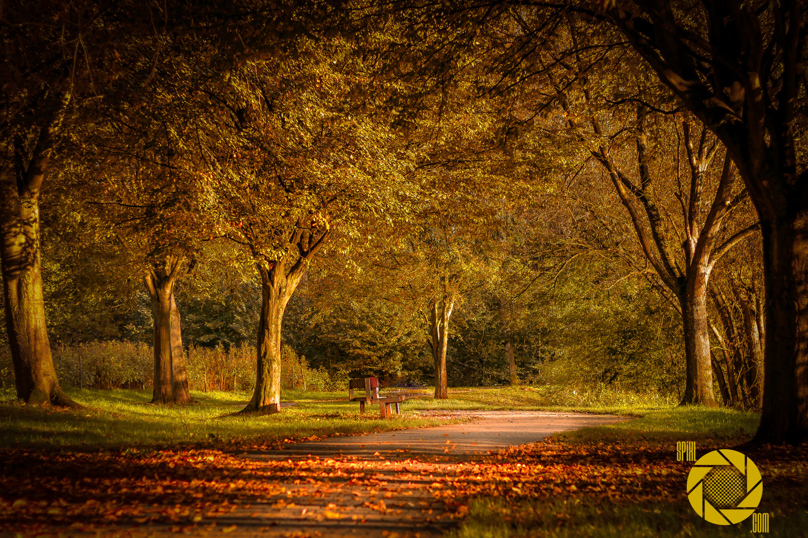 Fall Way Wallpaper : tree, fall, way, autum, walk, herbst, mondorf, rheinsieg ...