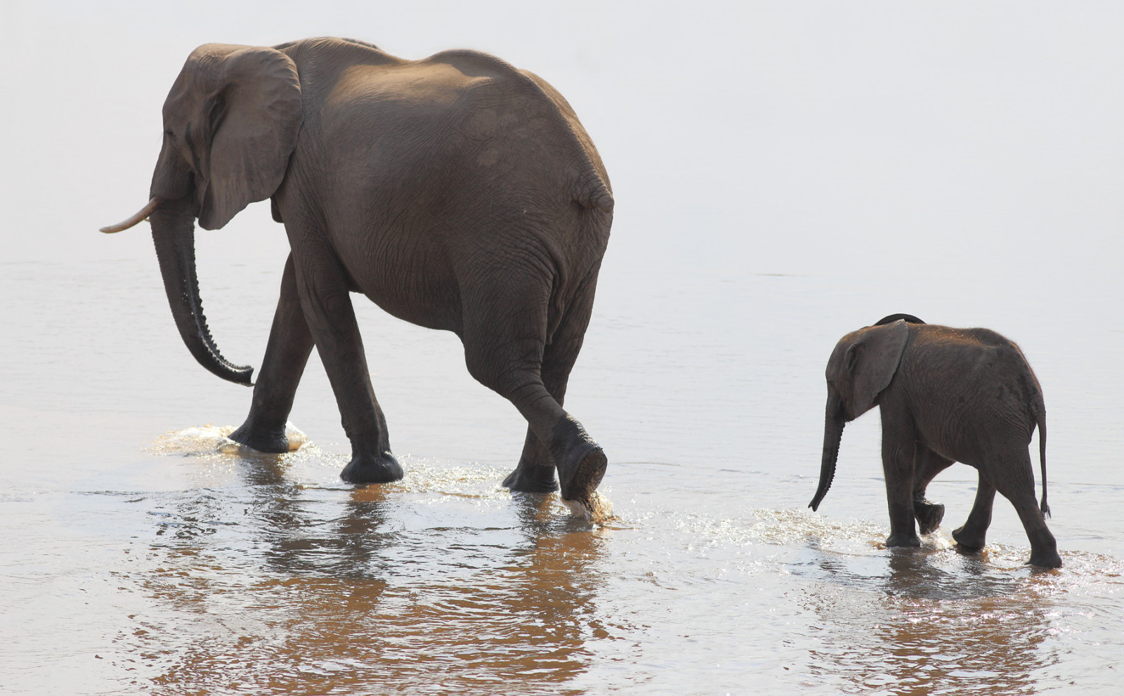 dyr, vand, natur, dyreliv, baby, Afrika, elefant, stødtand, Zambia, 2014, dyr, rejse, natur, Safari, kalv, 6d, NGC, wasser, fauna, pattedyr, NPC, canoneos6d, afrika, reisen, anymotion, tiere, Elefanter, elefanter og mammutter, indisk elefant, africanelephant, loxodontaafricana, afrikanske elefant, Sambia, gettyimages201411, afrikanischerelefant, Elefanten, southluangwa, Kalb, terrestrial animal