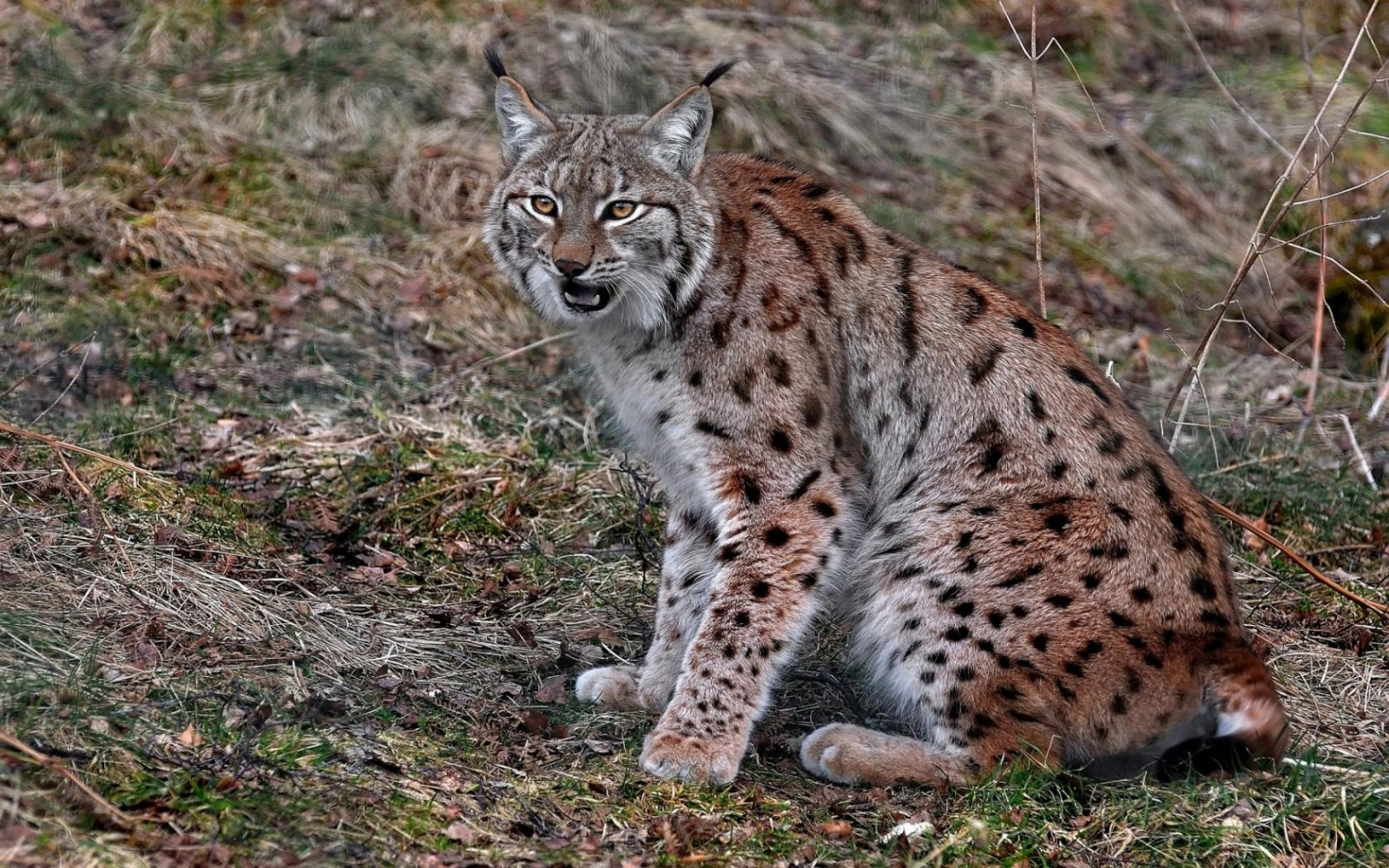 rood, zittend, dieren in het wild, lynx, grijs, Ocelot, cheetah, cat wild, bobcat, op zoek, fauna, zoogdier, gewerveld, cat zoogdier, kleine tot middelgrote katten