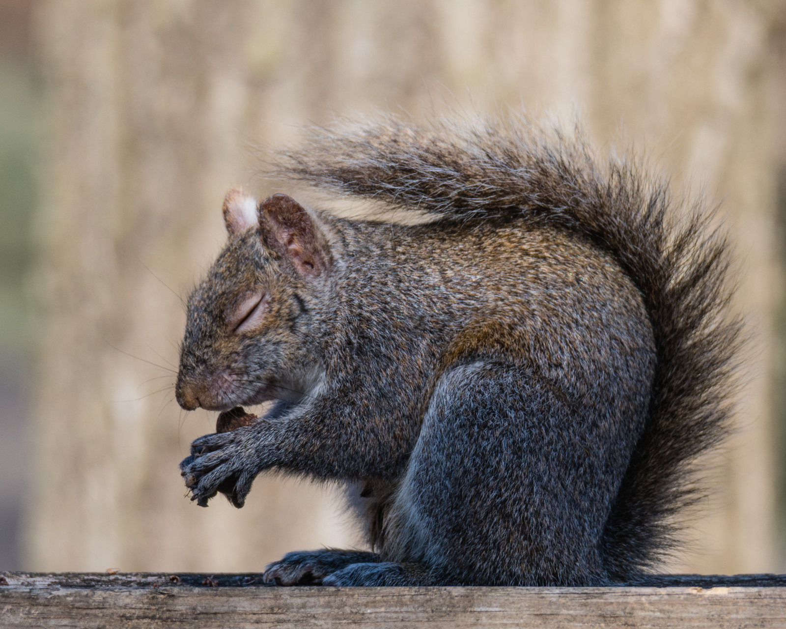 veverka, Příroda, Volně žijících živočichů, Klid, moment, samota, sedící, stolování, sedět, dolů, Zavřeno, oči, klidný, neobvyklý, les, Fontenelle, nevinný, dík, poskytující, tamron150600g2, nikond500
