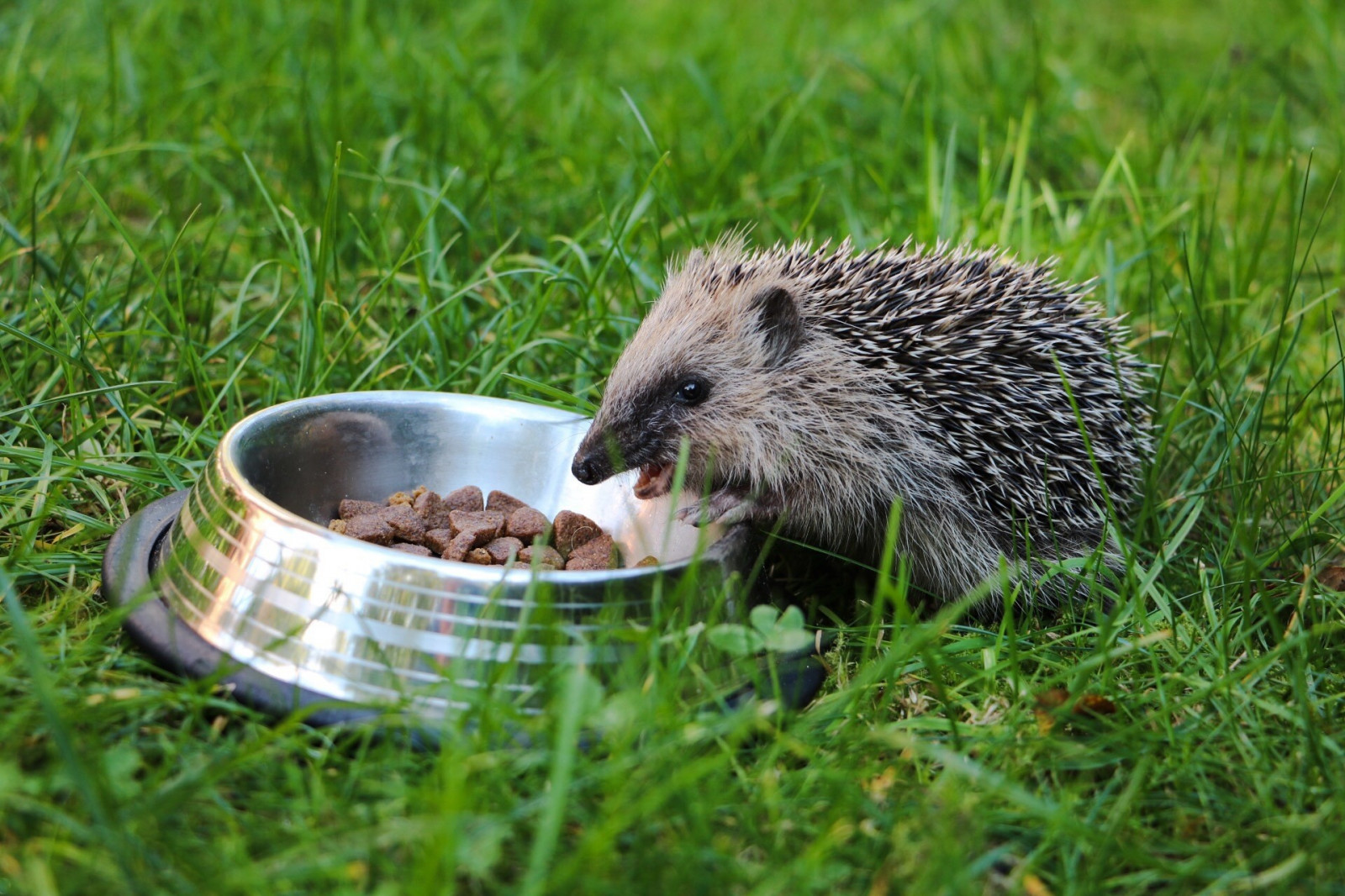 zvěř, Volně žijících živočichů, kníry, ježek, hlodavec, fauna, savec, obratlovců, Erinaceidae, domestikované ježek