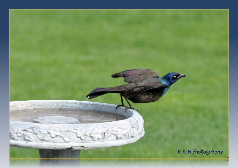 césped,azul,verde,pájaro,ojo,Pies