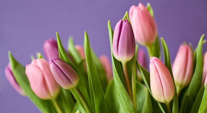 květiny, rostliny, tulipány, květ, květ, růžový květiny, rostliny, tulipány, květ, květ, růžový