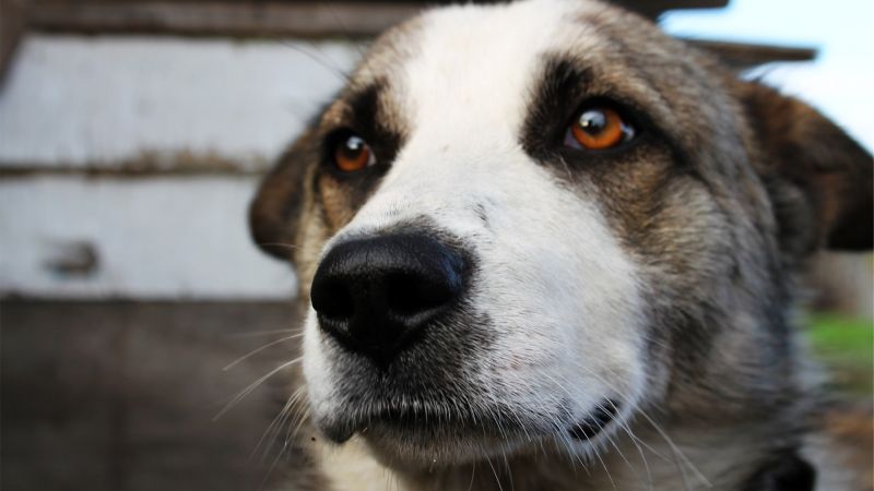 Hund, Gesicht, Augen Hund, Gesicht, Augen