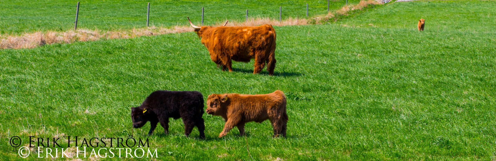 Landschaft, Gras, Feld, Hörner, Tierwelt, Bauernhof, Kuh, Steppe, Baum, F28, Tamron, 70200, Vc, Wiese, Vieh, Weide, das Vieh, Kalb, Wiese, Fauna, Hochland, Prärie, Ranch, Canon650d, ländliches Gebiet, Grasfamilie, Vieh wie Säugetier, Kuhziege Familie, Weiden, Ecoregion, Hochlandvieh, Futter, Tamronsp70200f28divcusd, terrestrial animal