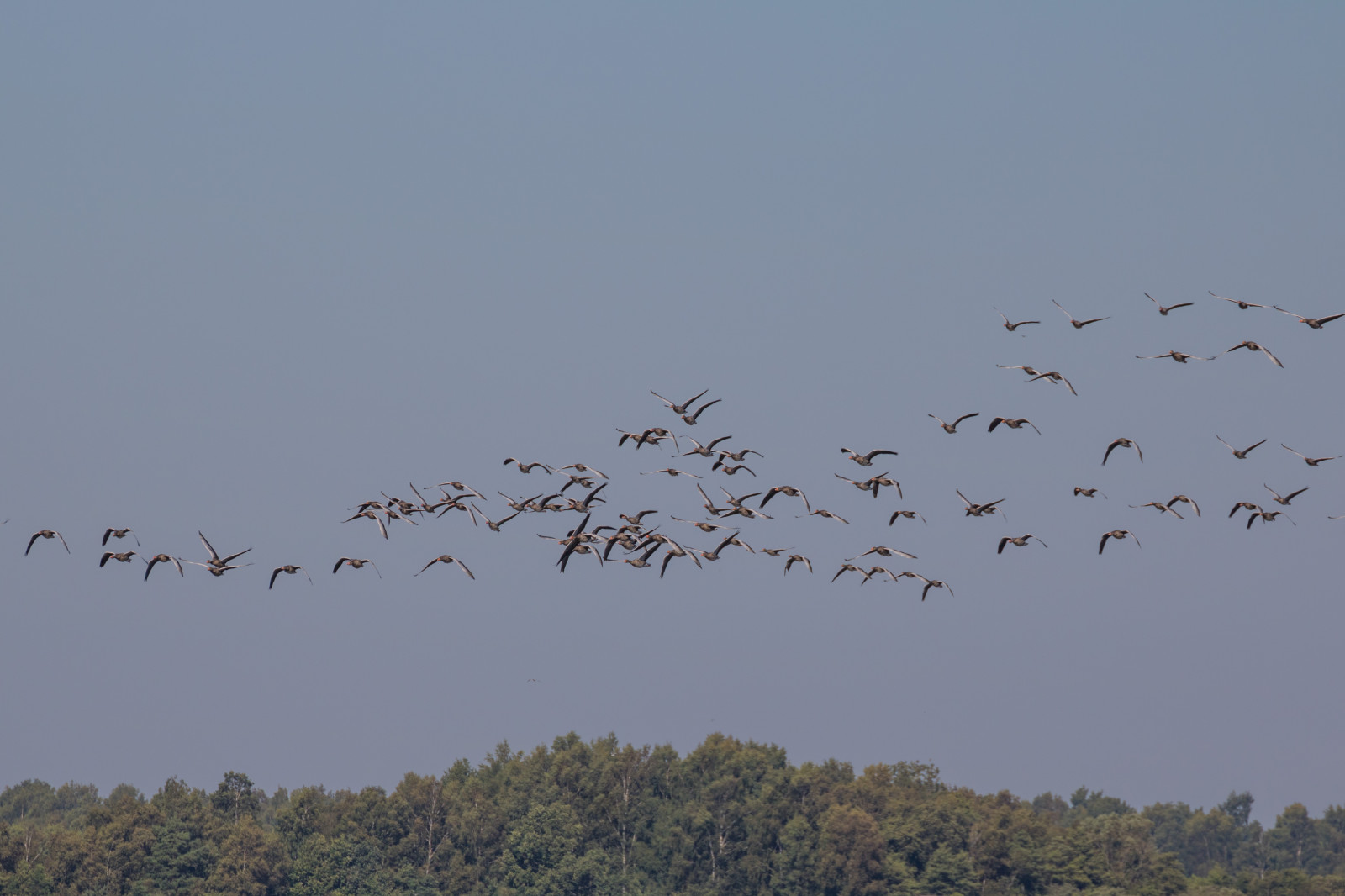 ptactvo, Příroda, nebe, Volně žijících živočichů, husa, plyn, pták, f gel, exif modelu canoneos760d, geocountry, Kamera aby kánon, geocity, Model fotoaparátu canoneos760d, geostate, geolocation, exif aby kánon, EXIF isospeed 100, EXIF otvor 80, EXIF ef70300mmf456lisusm čočka, exif focallength 300mm, krankesj n, flyttf gel, stádo, prostý, fauna, prérie, prohlížení pták, obratlovců, migrace ptáků, migrace zvířat