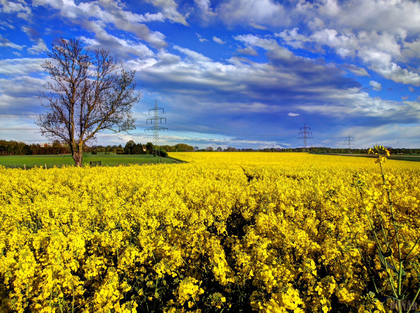 krajina, Příroda, nebe, pole, žlutý, hospodařit, Evropa, jaro, řepkového, UMĚNÍ, mrak, strom, květ, lučina, prozkoumat, rostlina, greatphotographers, mygearandme, nárazy, řepka, zemědělství, louka, plantáž, prostý, mygearandmepremium, mygearandmebronze, mygearandmesilver, mygearandmegold, mygearandmeplatinum, mygearandmediamond, rememberthatmomentlevel1, rememberthatmomentlevel2, rememberthatmomentlevel4, rememberthatmomentlevel3, digitalcameraclub, gelb, divoká rostlina, rememberthatmomentlevel5, rememberthatmomentlevel6, prérie, coth, oříznutí, venkov, vyrobit, kvetoucí rostlina, brassica, hořčice, hořčice závod, brassica rapa, hořčice a zelí rodina, fr hjahr, rememberthatmomentlevel7, rememberthatmomentlevel8, entdecken