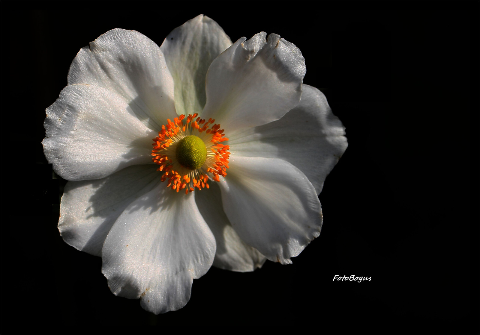 Wallpaper flowers, red, rose, flora, natura, gogolin