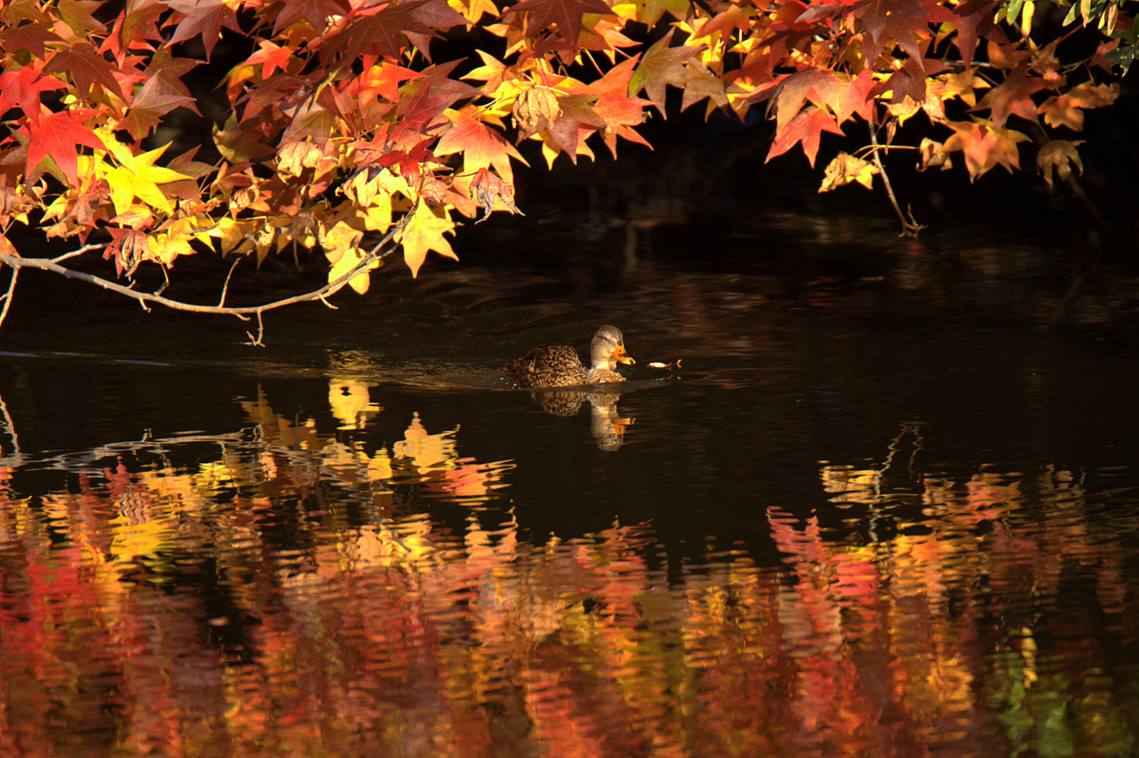 Wallpaper : fall, duck, fallcolor, zen, mallard, soe, waterreflection ...