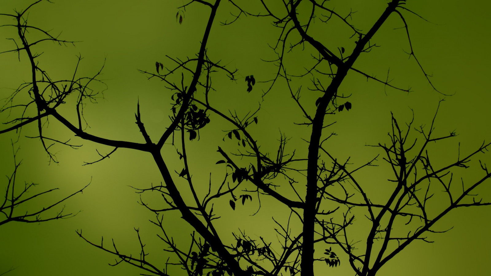 slunečnímu záření, stromy, Příroda, tráva, rostliny, fotografování, větev, zelená, strom, list, květ, rostlina, flóra, čára, 1920x1080 px, větvička, atmosférický jev, závod stonek